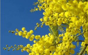 alzheimer trento marzo 2026